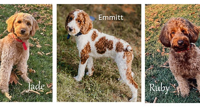 all 3_edited_edited.jpg
