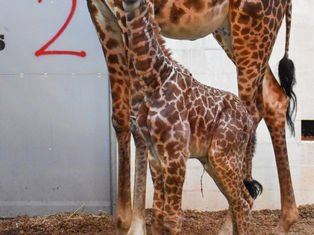 New Giraffe calf is doing well
