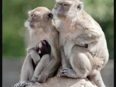 Animal Rights Groups Call Monkeys and Humans at Risk