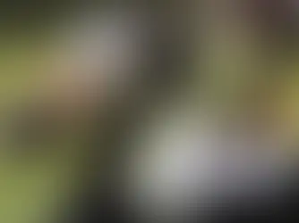 SCHS FOOTBALL RANKINGS