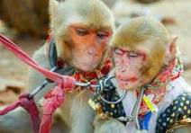 43 Monkeys Escape From Beaufort County