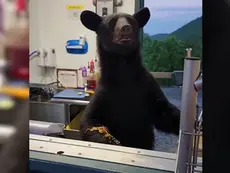 How to coexist with Black bears in the Upstate