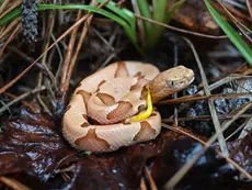 Snakes are on the prowl; how to avoid being bitten and how to treat snakebites