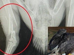 North Island Wildlife Recovery Centre rescues 3 Bald Eagles within 18-hour period