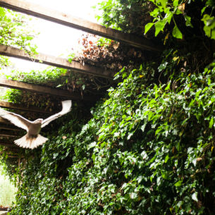 Sacred White Raven of Oceanside on Public Display at NIWRA!