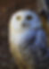 Elsa (Snowy Owl)
