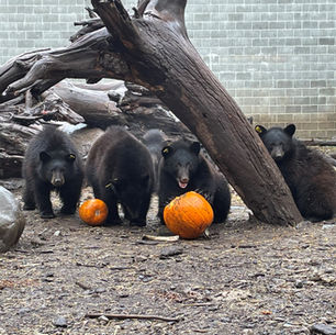 Five Black Bear Cubs Enjoy Pumpkins for the First Time!