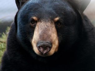 NIWRA Says Final Farewell to Knut Our Beloved Black Bear