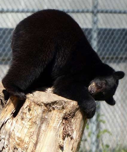 North Island Wildlife Recovery Association | Errington, BC, Canada