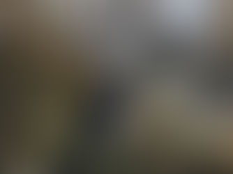 Black bear cub rescued from Vancouver Island tree, taken to wildlife centre