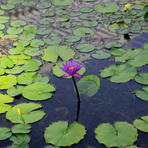 Purple water lily blooming among green lily pads in a pond