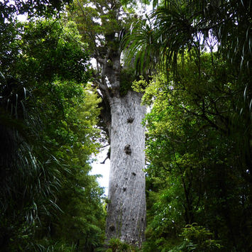 Ancient Kauri tree in a lush New Zealand forest