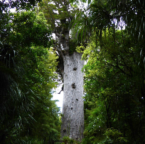 Ancient Kauri tree in the New Zealand forest