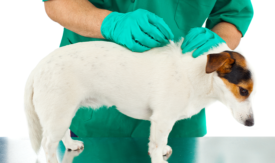Flea Anemia More Than Just A Nuisance