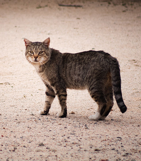 Community Cat Image.jpg