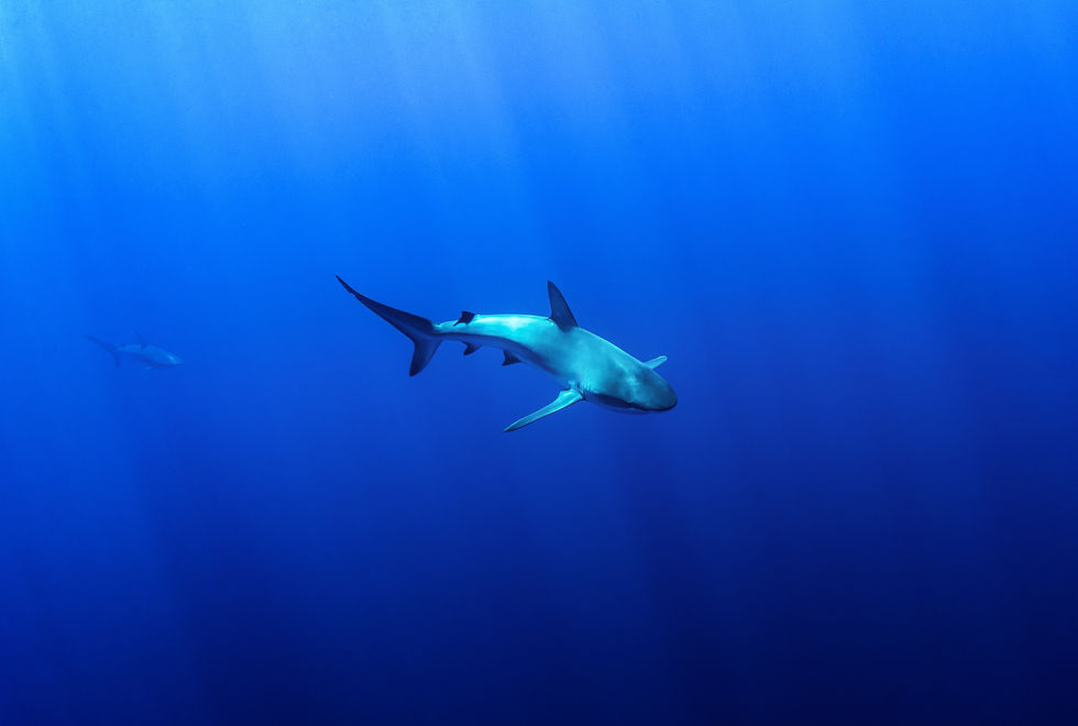 Galapagos Shark.jpg