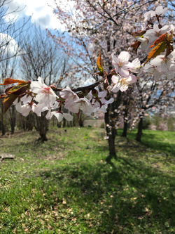 Flowers blooming in the Spring