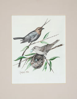 Cow Birds