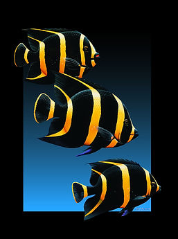 French Angel Fish.jpg