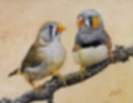 Finches