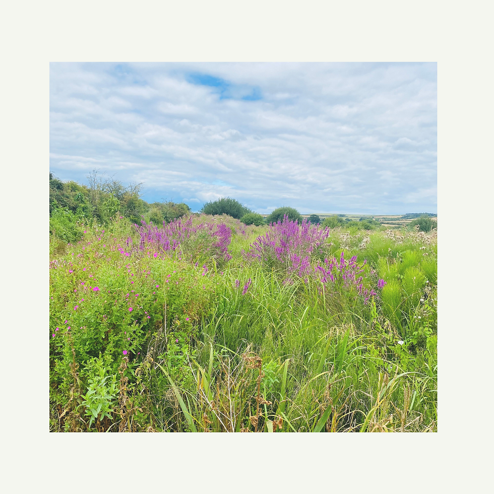 late summer english field with purple flowers and clouds. the Toa late summer spirit lessons. the stomach and spleen