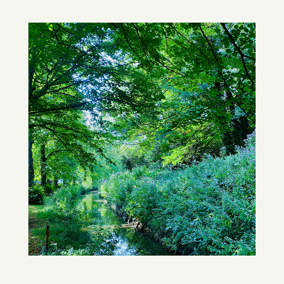 late summer trees over a beautiful stream, the Toa late summer spirit lessons. the stomach and spleen