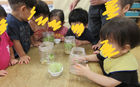 お部屋で野菜水栽培