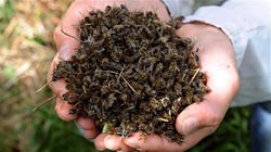 abeilles-mortes-8