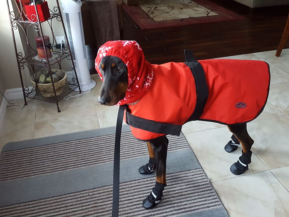 Doberman Pinscher Rescue of PA, Inc.