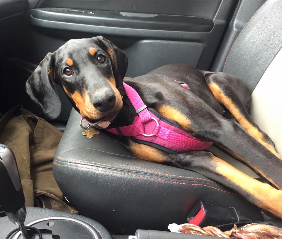Doberman Pinscher Rescue of PA, Inc.