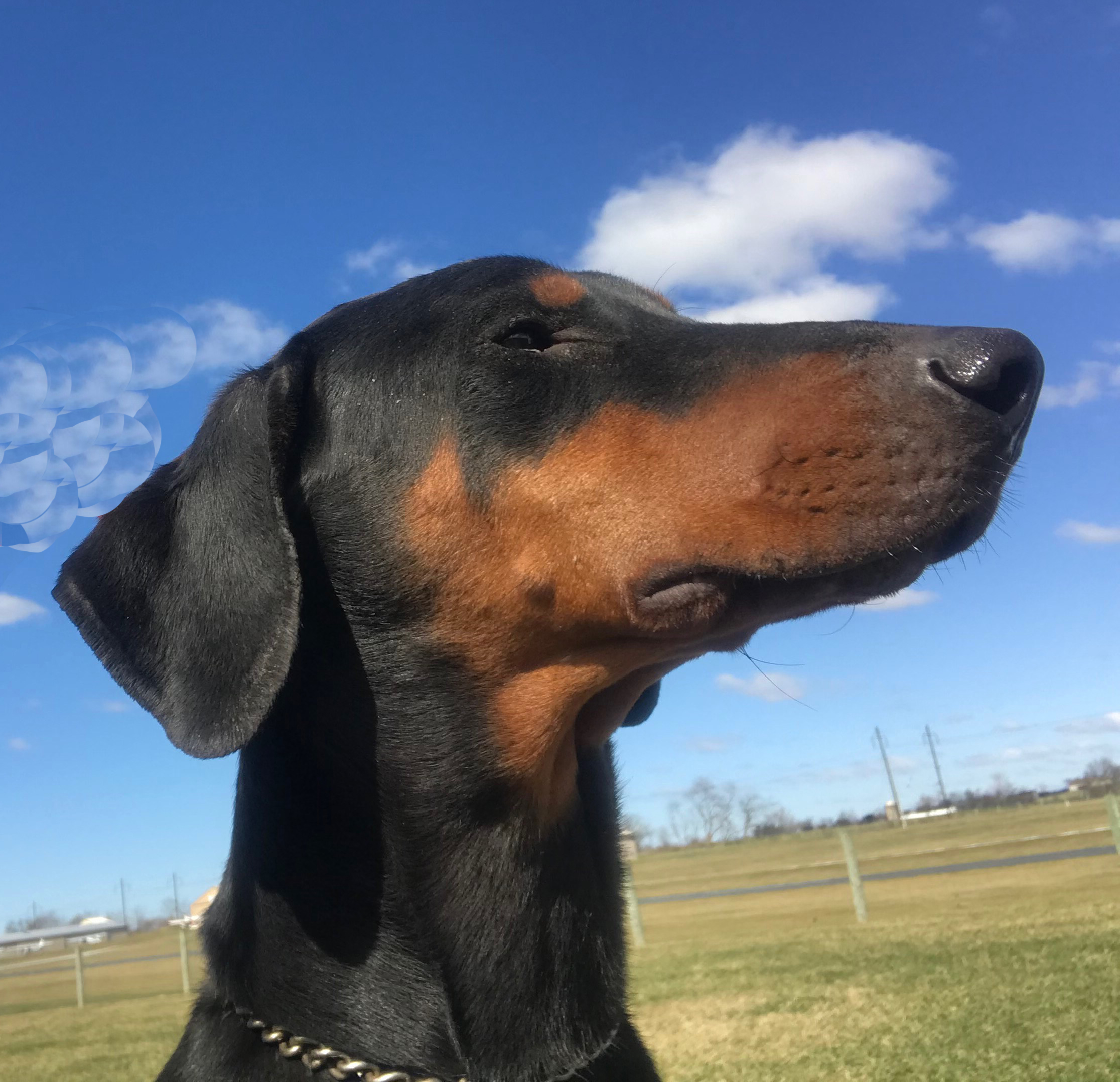 Doberman Pinscher Rescue of PA, Inc.
