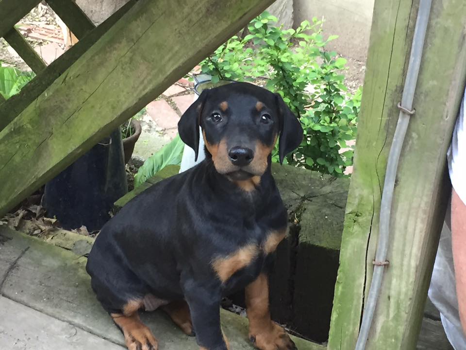 Doberman Pinscher Rescue of PA, Inc.