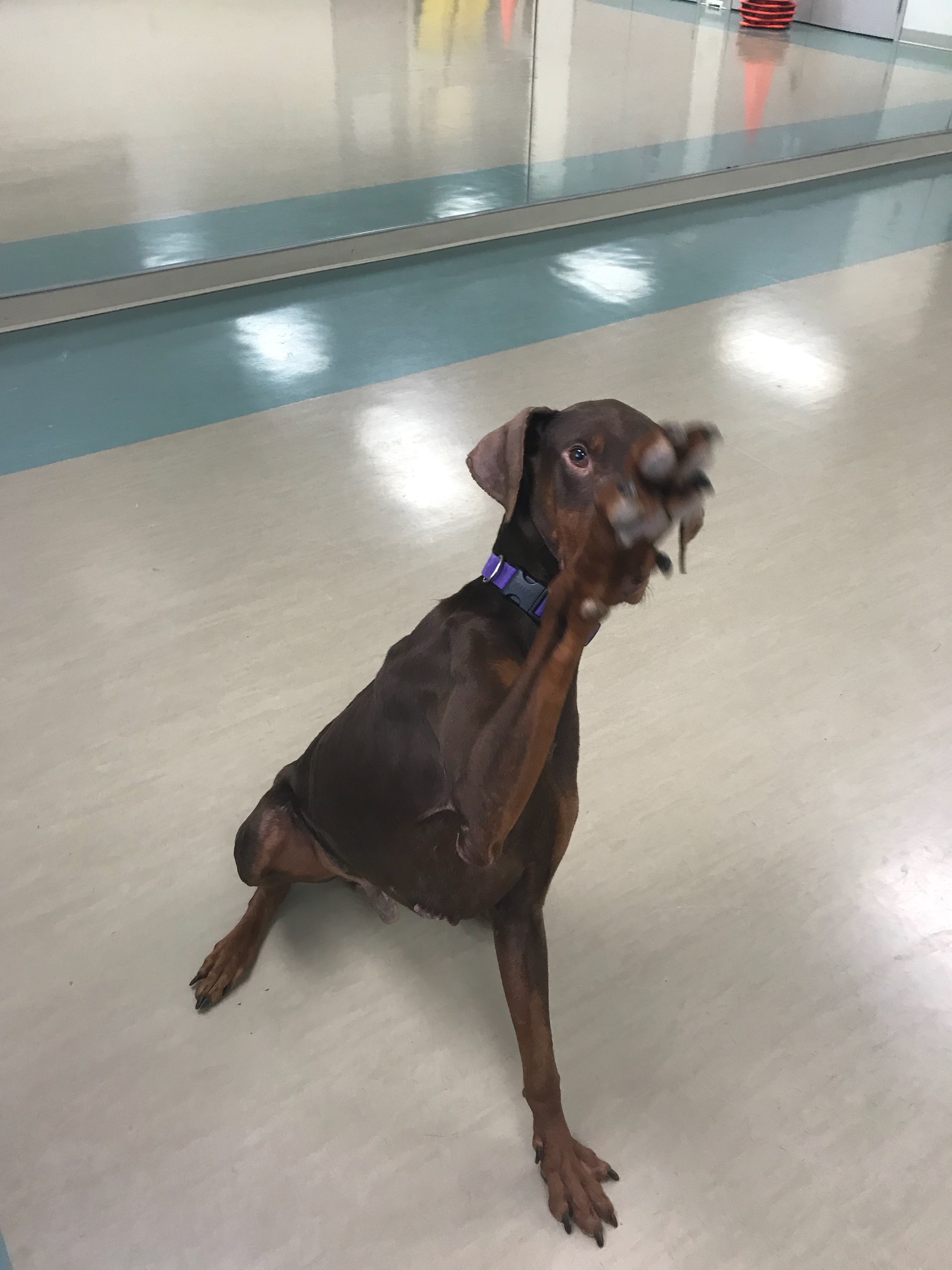 Doberman Pinscher Rescue of PA, Inc.