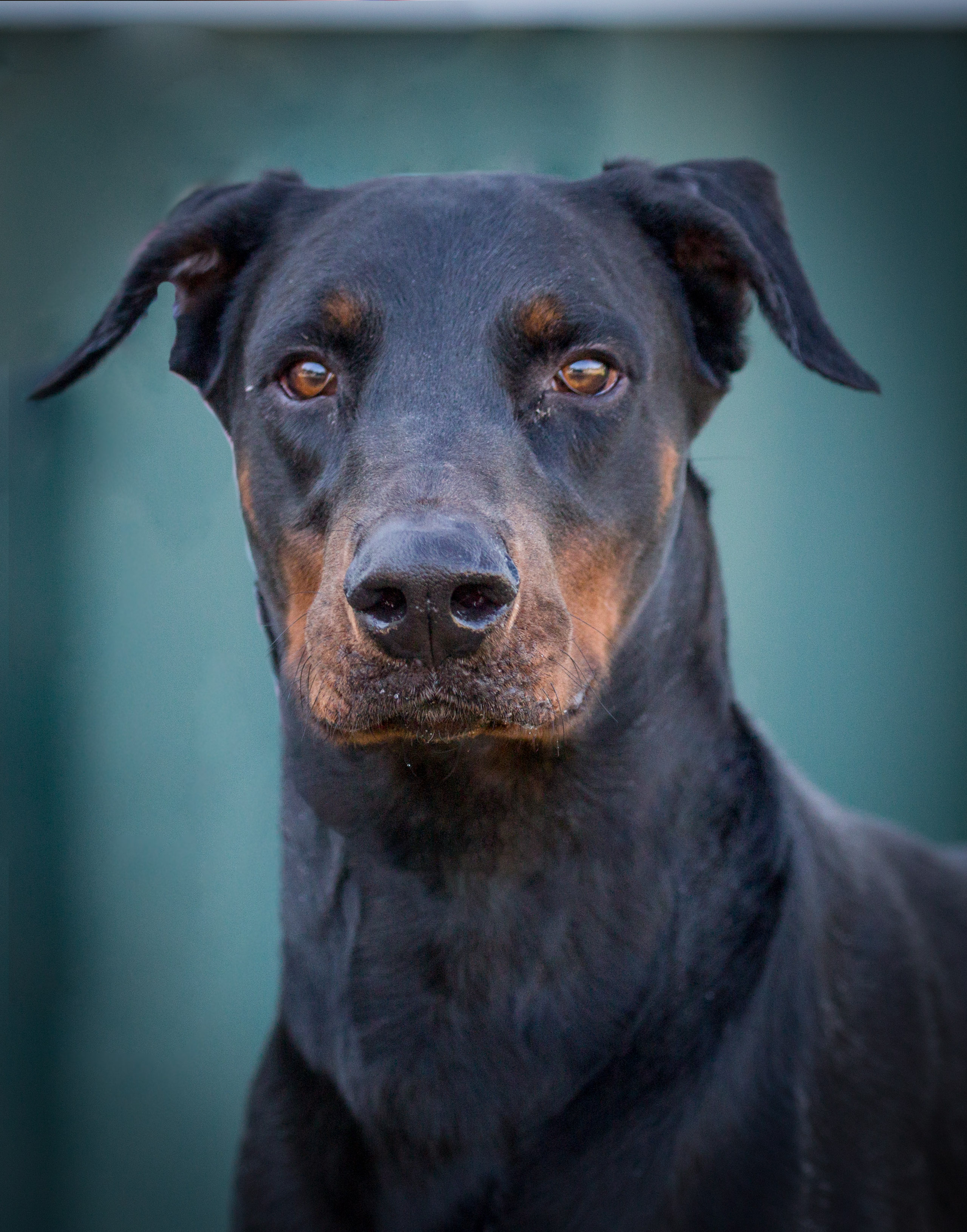 Doberman Pinscher Rescue of PA, Inc.