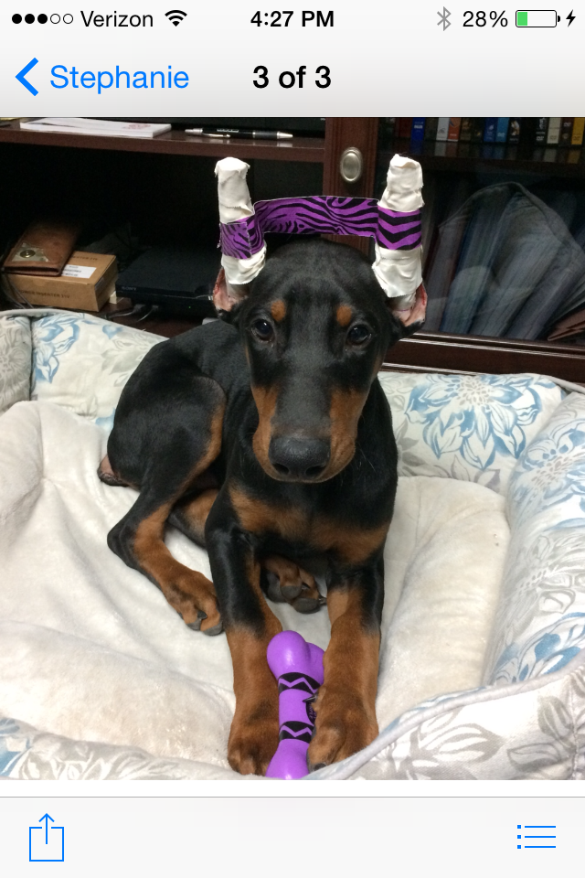Doberman Pinscher Rescue of PA, Inc.