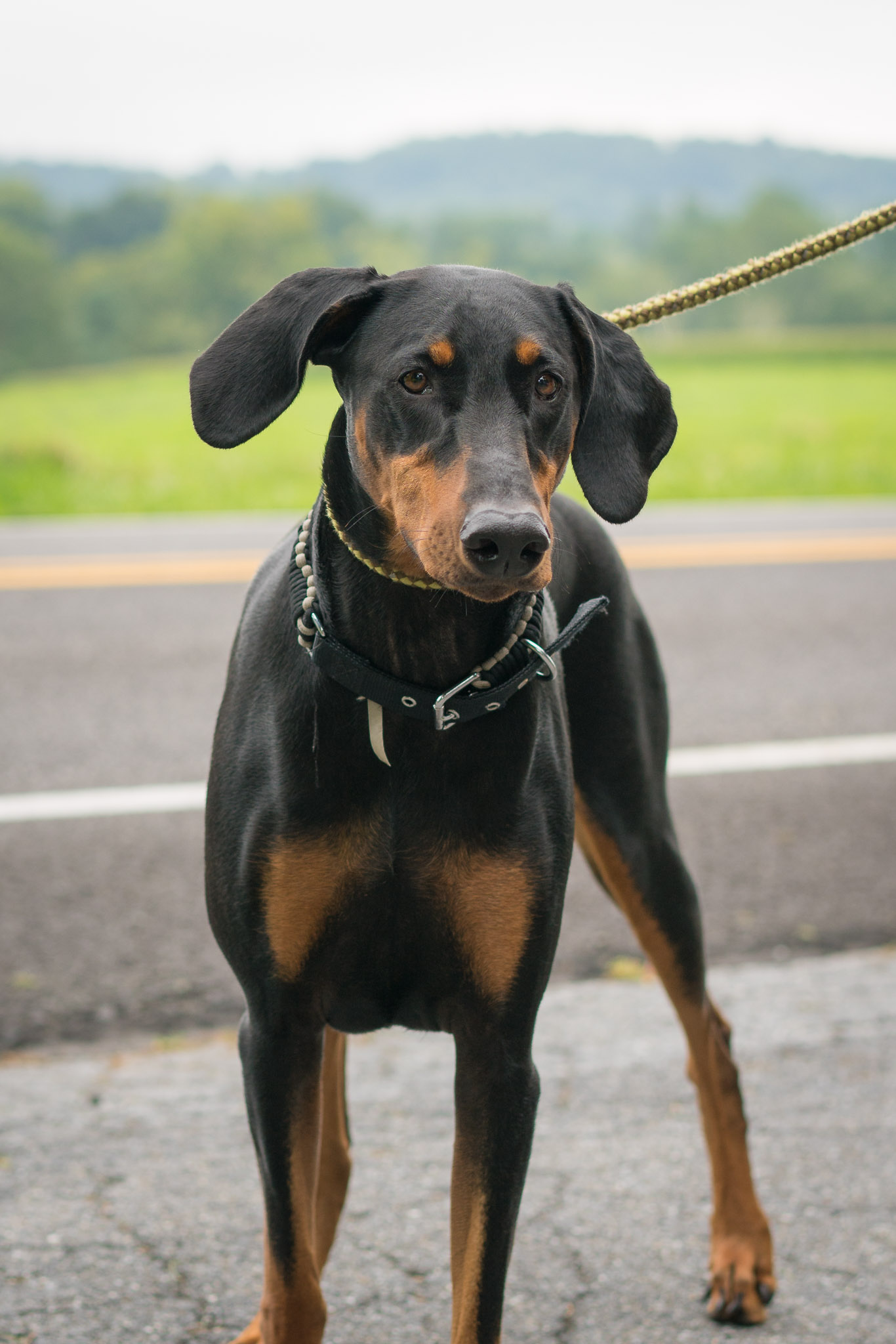 Doberman Pinscher Rescue of PA, Inc.