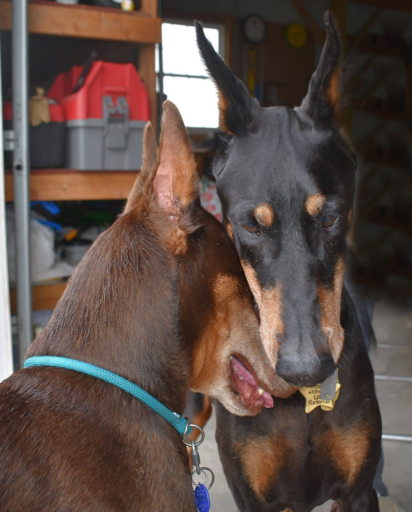 Doberman Pinscher Rescue of PA, Inc.