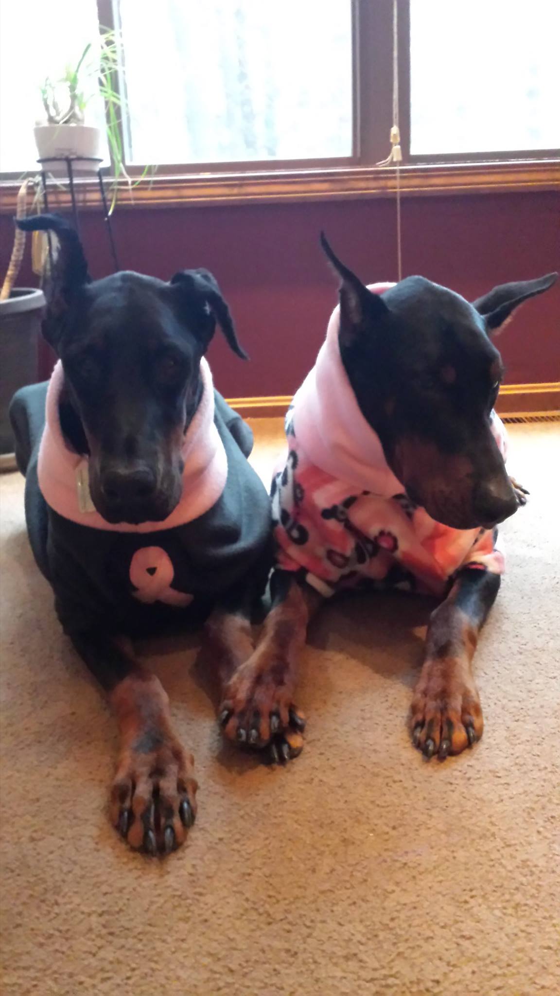 Doberman Pinscher Rescue of PA, Inc.