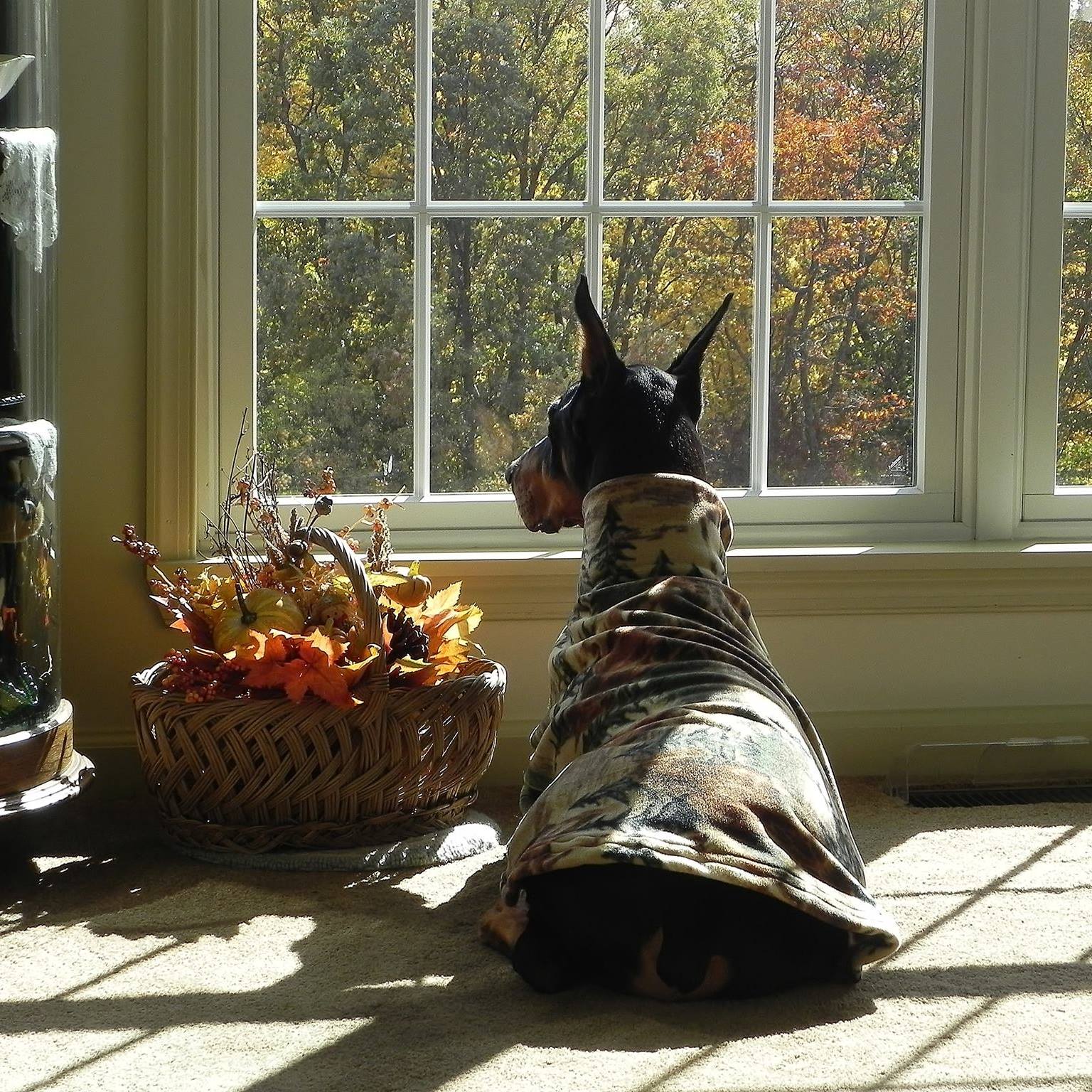 Doberman Pinscher Rescue of PA, Inc.