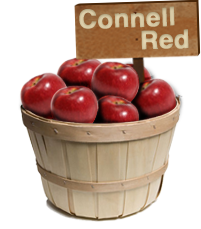 Connell Red