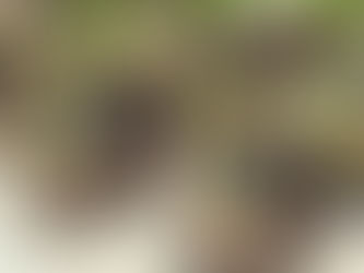 Garden Decor ideas Do it Yourself