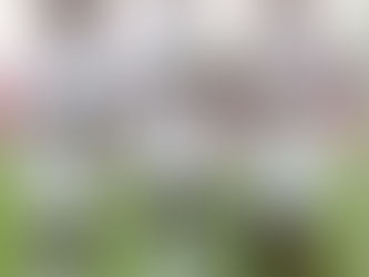 CAN Féminine 2025 : Sénégal vs Maroc, un match pour les quarts