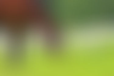 Spring Management Tips for Your Horse and Farm