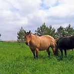 pastures.webp