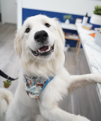 happy dog in what's up dog lobby
