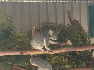 un koala