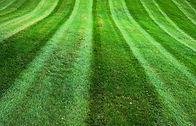STRIPES LAWN MOWING WILLIAMSPORT
