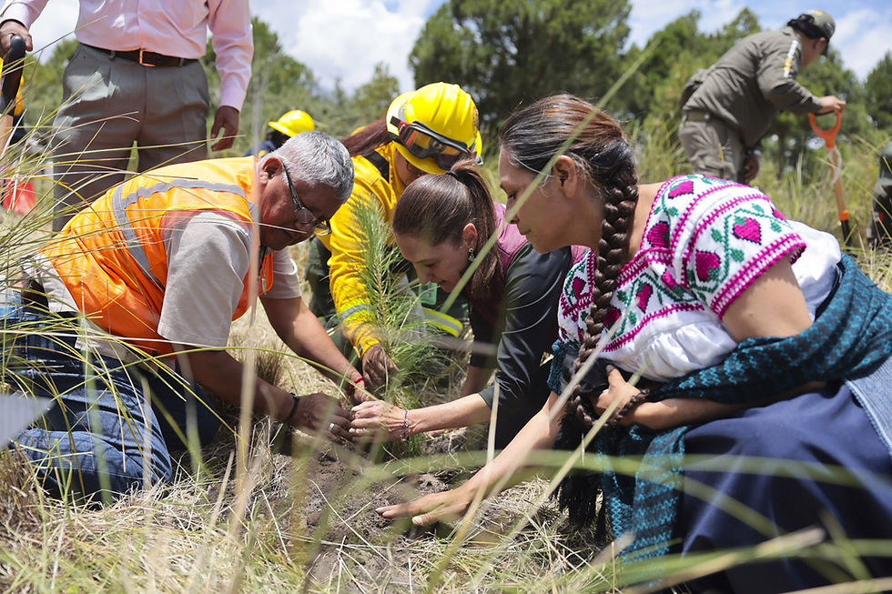 Gobierno de México arranca jornada para sembrar 6.6 millones de árboles