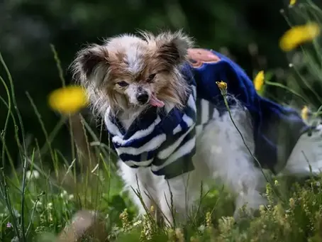 Muere “Lazare”, un Papillon que superó los 30 años