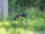 Bear Tours
